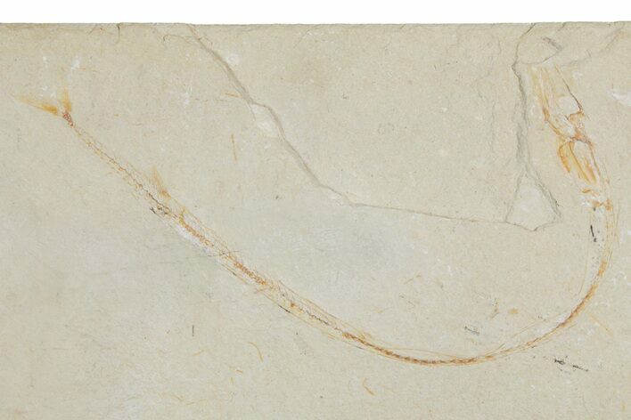 Fossil Needle Fish (Rhynchodercetis) and Shrimp - Lebanon #357679